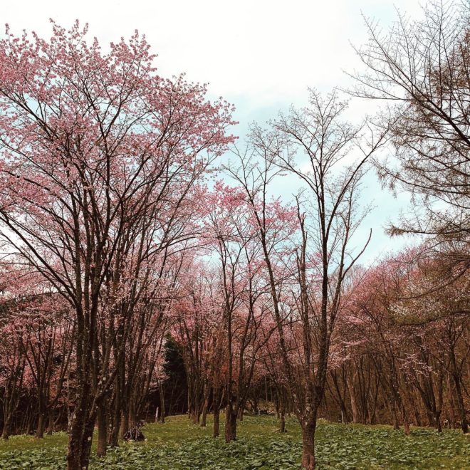 奈井江桜